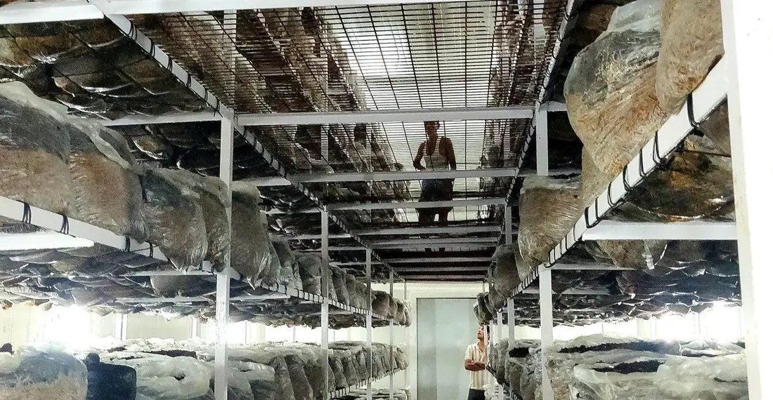 Compost bags on the racks of a MushroomWale grow room