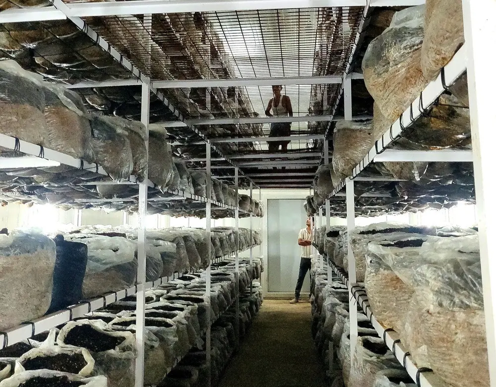 Bags cropping on the racks inside a MushroomWale grow room