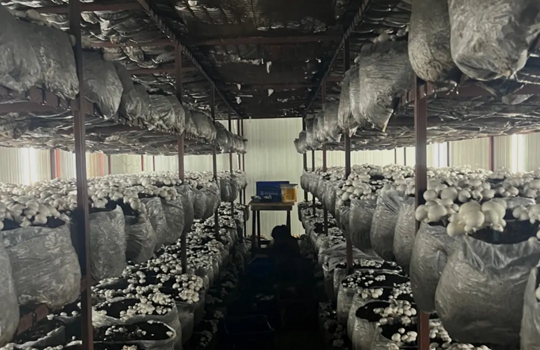 Button mushrooms cropping on the bags in a MushroomWale grow room