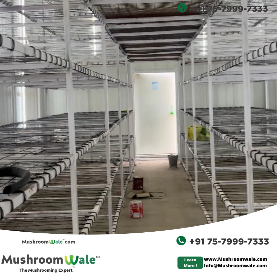 Interior of a climate-controlled button mushroom grow room
