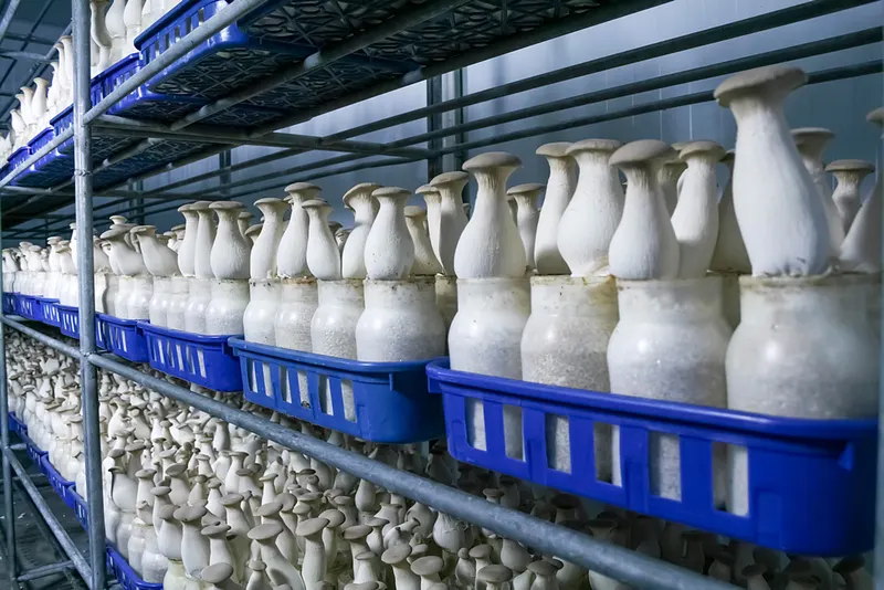 King oyster mushrooms growing in bottles on racks in an Indian mushroom farm