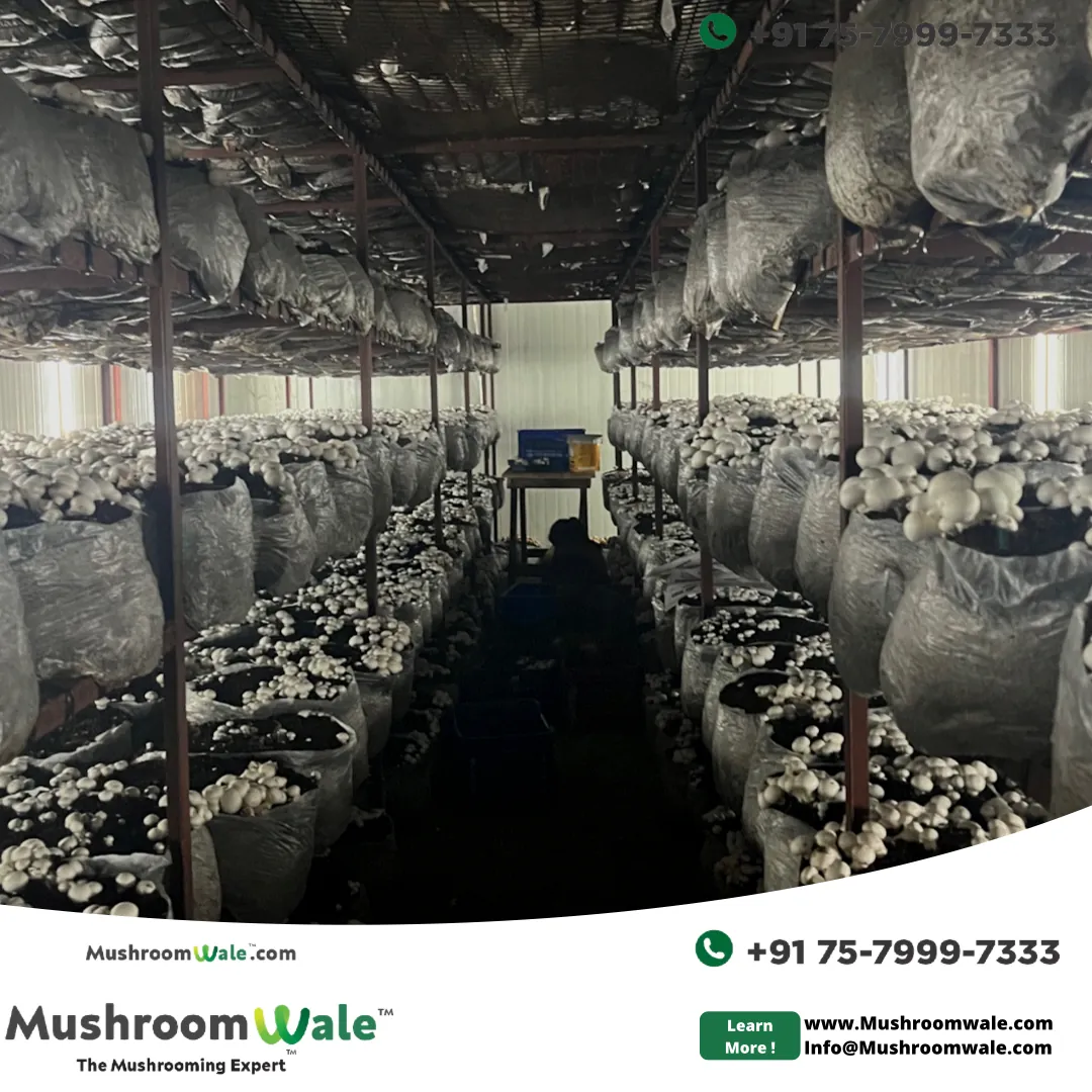 Mushrooms fruiting on bags in a grow room, the crop the check helps you read