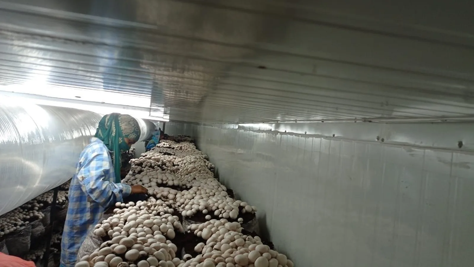 Picking button mushrooms in a climate-controlled grow room